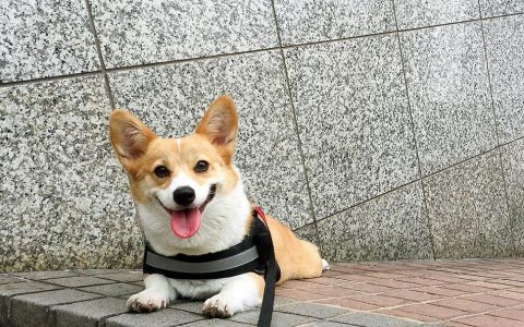 属狗2018年运势及运程