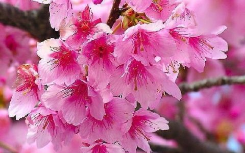 什么是滚桃花？滚浪桃花对家庭婚姻姻缘有多大的引导作用