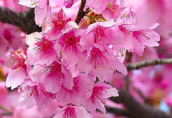 什么是滚桃花？滚浪桃花对家庭婚姻姻缘有多大的引导作用