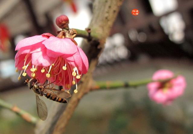 什么是滚桃花？滚浪桃花对家庭婚姻姻缘有多大的引导作用