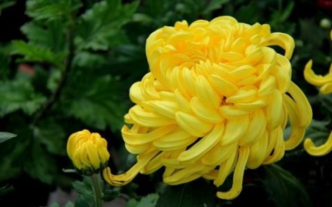 八字流年桃花运 看你今年的桃花有几朵