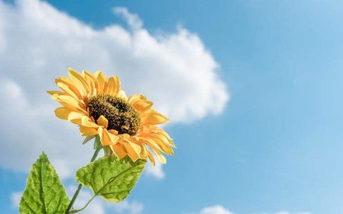 丁酉日柱女命桃花运 桃花运不怎么好