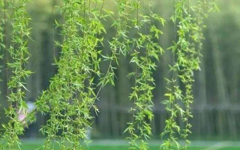 杨柳木命女孩的学业怎么样