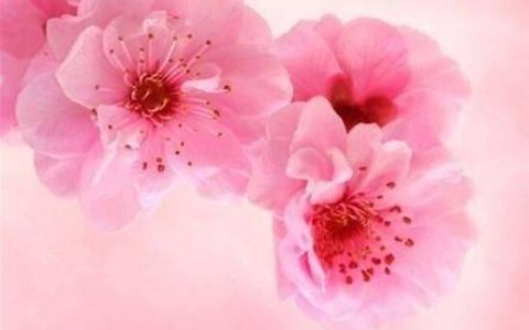 八字看桃花运，桃花运旺的八字特征！