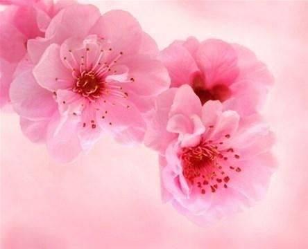 八字看桃花运，桃花运旺的八字特征！