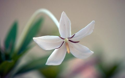 八字如何增加桃花运