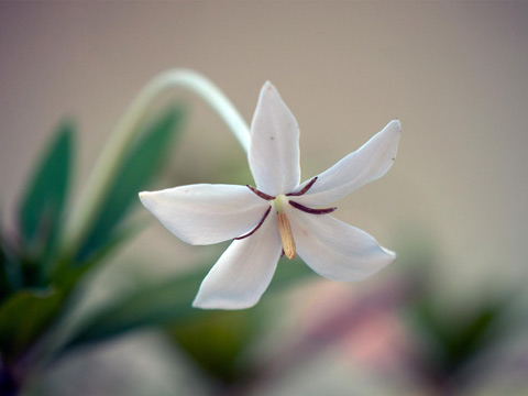 八字如何增加桃花运