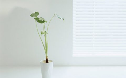 八字算命你几岁结婚