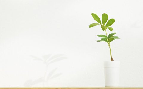 生辰八字的沐浴是什么意思