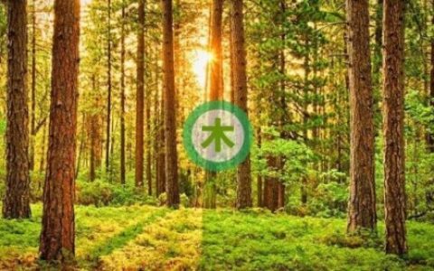 五行缺木怎么取名字