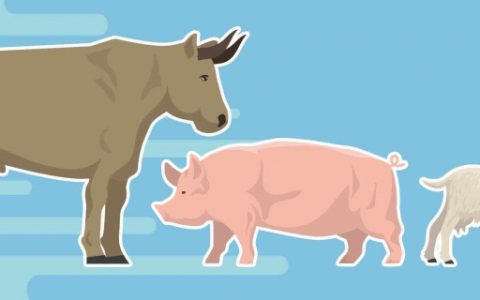 属猪的开公司起名大全 财源滚滚的公司好名字