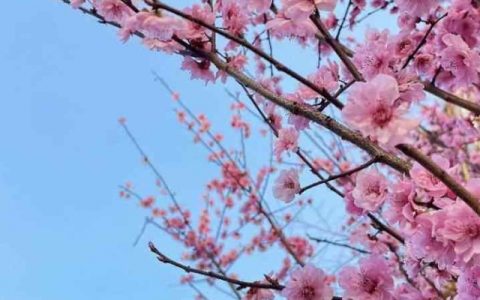 2024立春是什么时候 2024年立春时间几点几分几秒