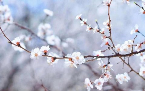 2024年立春节气具体时间 2024年立春节气是什么时候