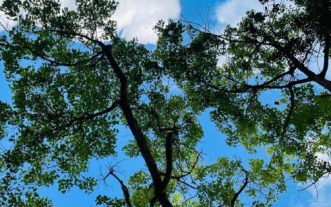 2024年早立夏还是下午立夏 2024年立夏详细时间
