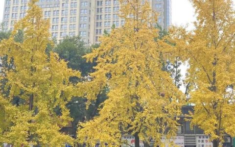 2024年西藏中小学寒假放假安排 西藏2024年中小学寒假放假时间