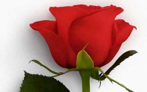 2024年农历十月初五是结婚最佳吉日期吗 是结婚吉利日吗