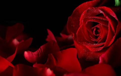 2024年7月结婚的黄道吉日 本月结婚吉日吉时