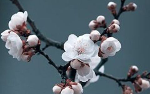 2024年农历三月十七是出行最吉利日子吗 外出好吗