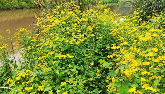 2024年立春几点几分打春 2024年打春时间到几点
