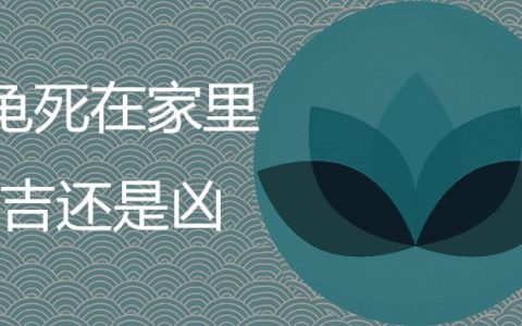 乌龟死在家里是吉是凶 有哪些风水注意事项