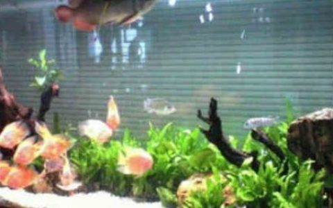 镇宅保平安风水吉祥物