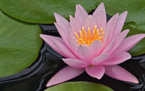 阳台养睡莲对风水好吗 风水禁忌有哪些
