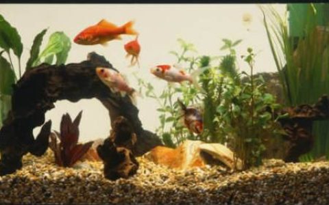 逢凶化吉的吉祥物摆设