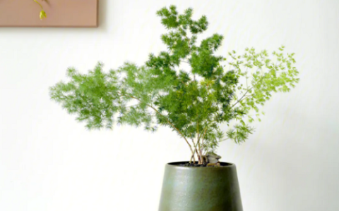 客厅最旺宅植物 客厅最旺宅的绿植