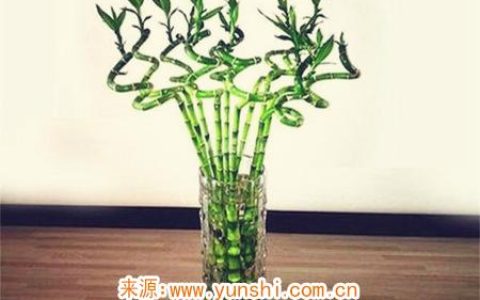 富贵竹的摆放禁忌