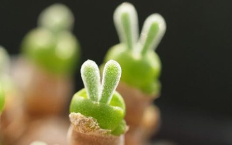 哪些植物适合放在办公室里