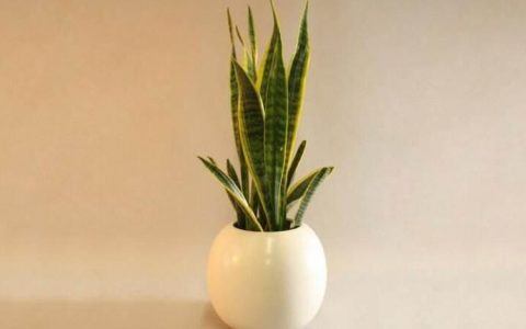 办公室种植虎皮兰有什么风水禁忌