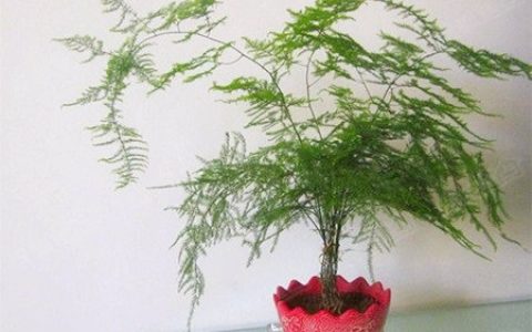 能旺事业还能旺财的风水植物