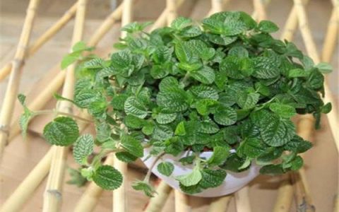 ​家里不能种的植物有什么