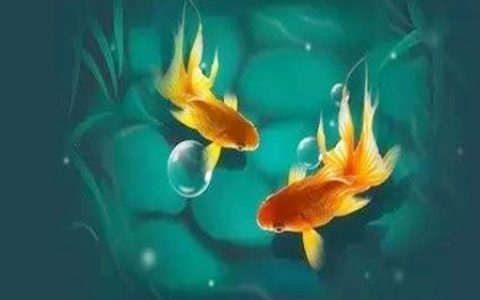 风水鱼养几条好旺财