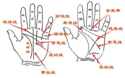手相怎么看爱情，哪种手相的人不懂浪漫？