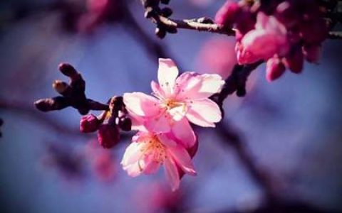 卧室中的桃花煞要注意什么化解方式