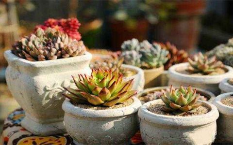 办公室座位后面放植物旺财运