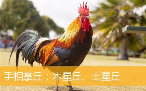 手相掌丘：木星丘、土星丘