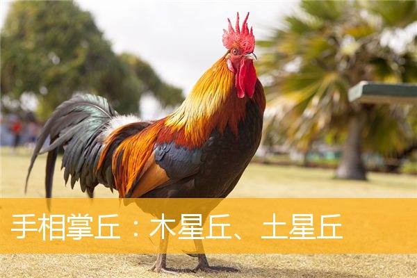 手相掌丘：木星丘、土星丘