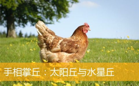 手相掌丘：太阳丘与水星丘