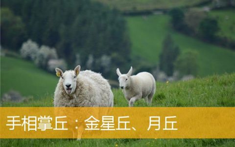 手相掌丘：金星丘、月丘