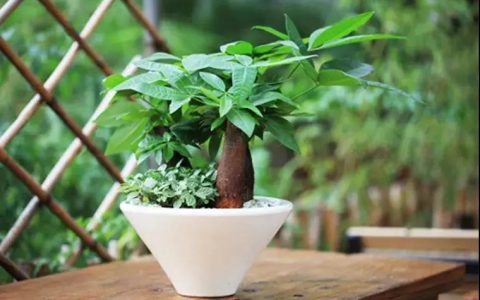 家中植物的摆放会影响运势，不可不信！
