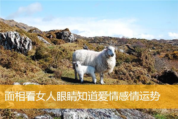 面相看女人眼睛知道爱情感情运势