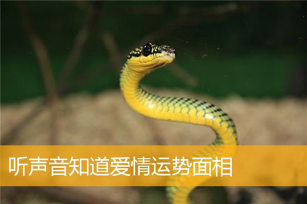 听声音知道爱情运势面相