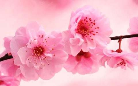 风水旺运：想脱单？快来学习“桃花阵”！