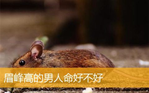 眉峰高的男人命好不好