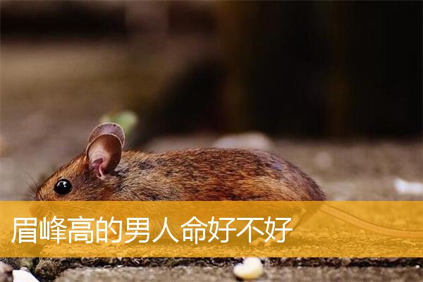 眉峰高的男人命好不好