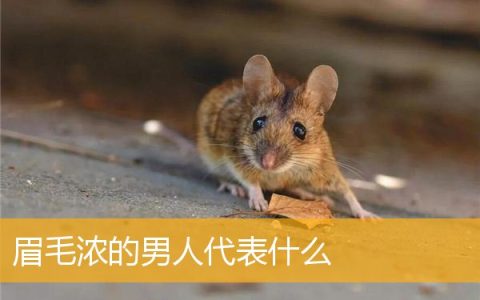 眉毛浓的男人代表什么