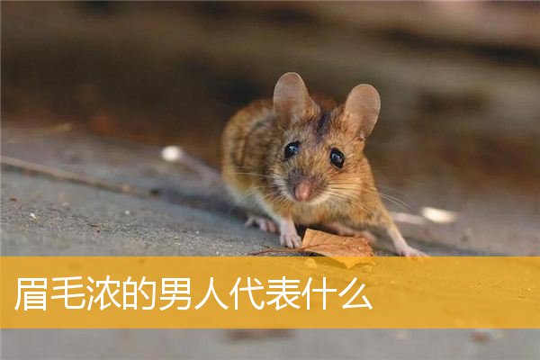 眉毛浓的男人代表什么
