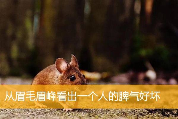 从眉毛眉峰看出一个人的脾气好坏